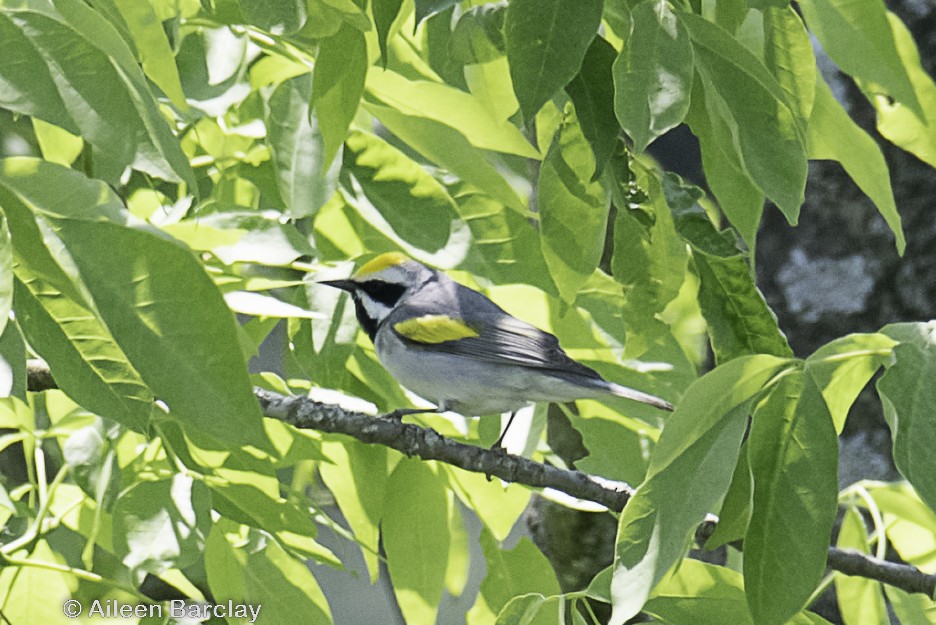 Golden-winged Warbler - Aileen Barclay