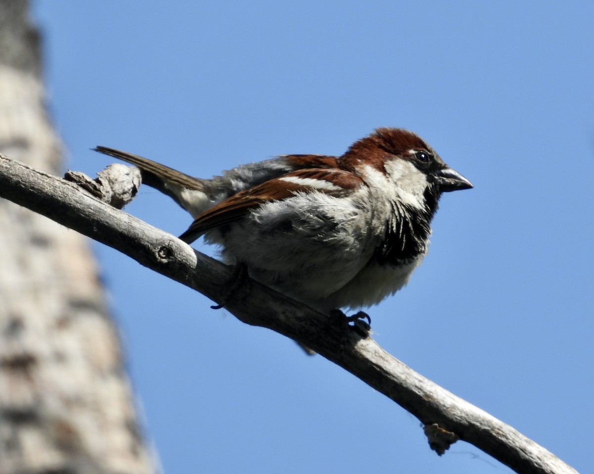 House Sparrow - ML581151431