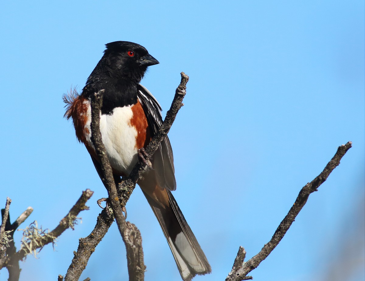 Spotted Towhee (oregonus Group) - ML58115391