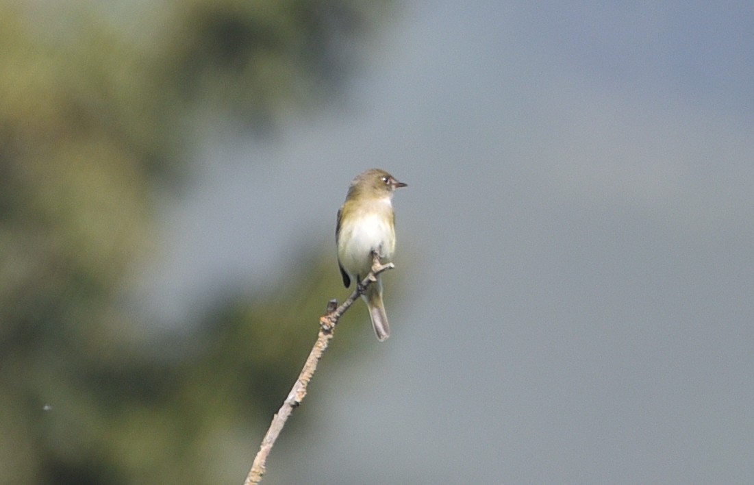 Alder Flycatcher - ML581156901