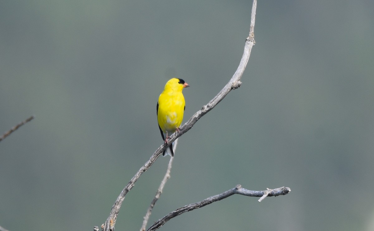 American Goldfinch - ML581157141