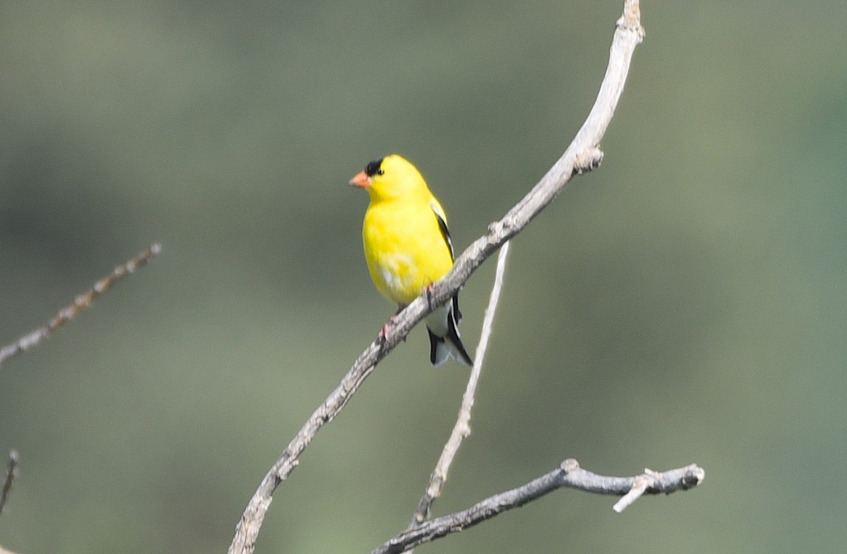 American Goldfinch - ML581157151