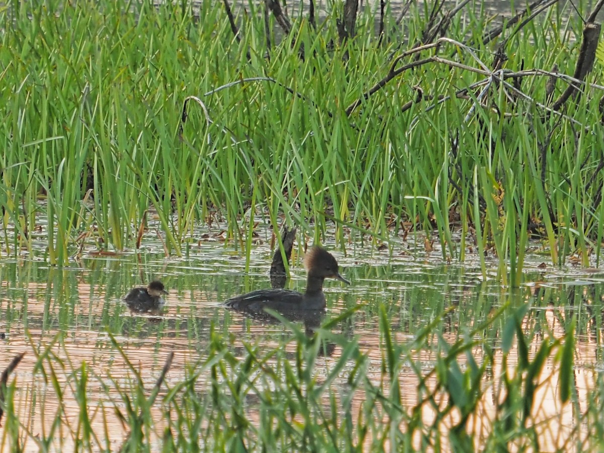 Hooded Merganser - ML581157961