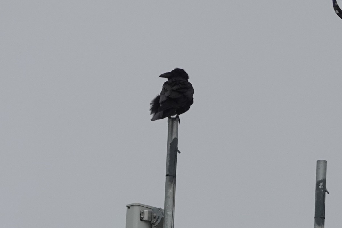 Common Raven - ML581158361