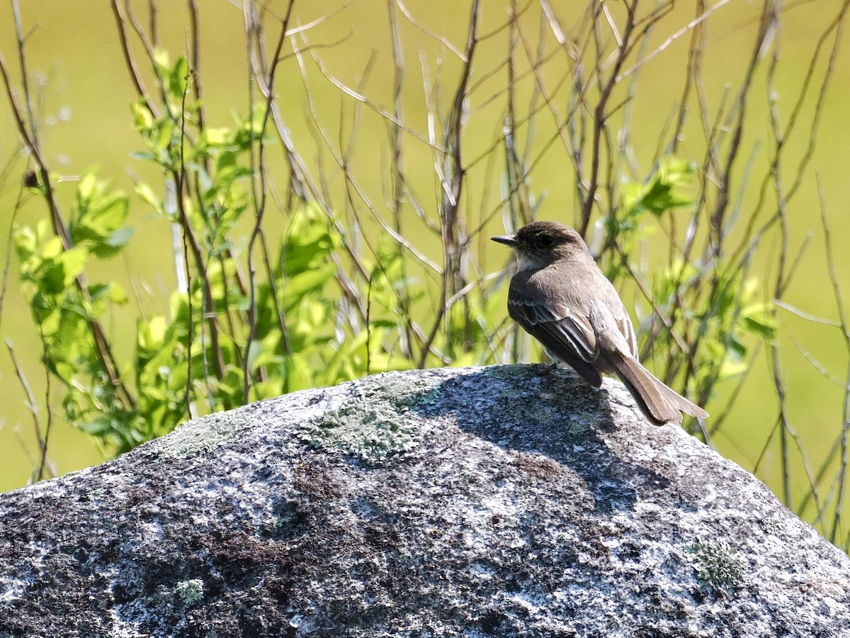 Eastern Phoebe - ML581158381