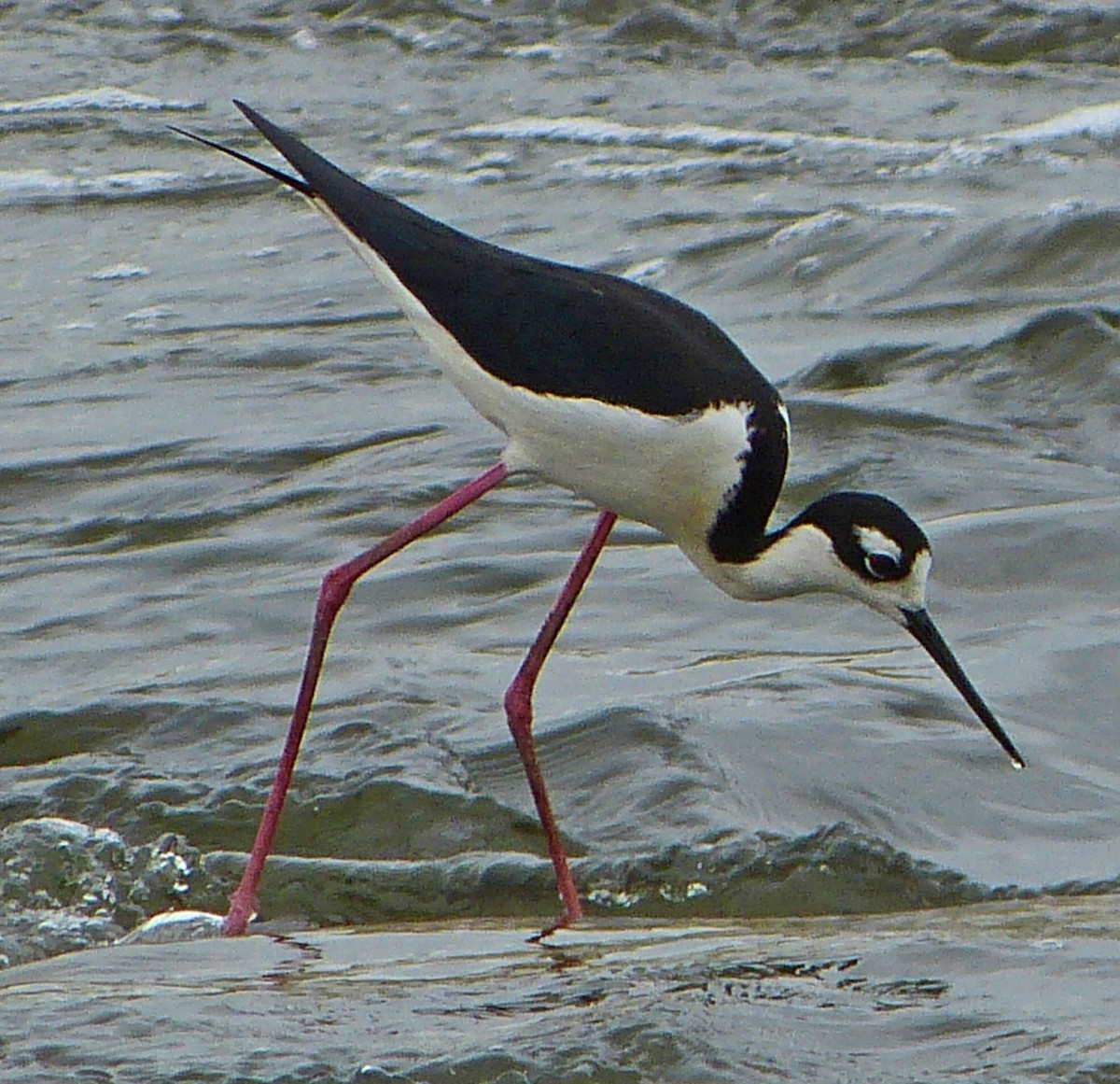 Black-necked Stilt - lynda fenneman