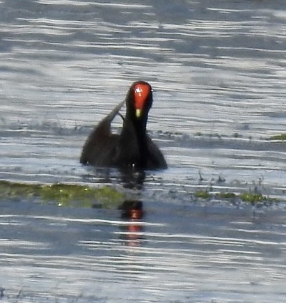 Common Gallinule - ML581161631