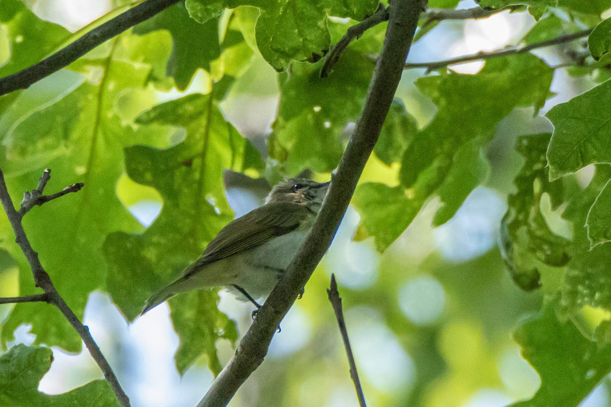 Red-eyed Vireo - ML581163441