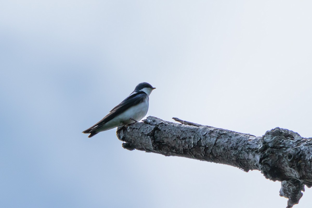 Tree Swallow - ML581163511