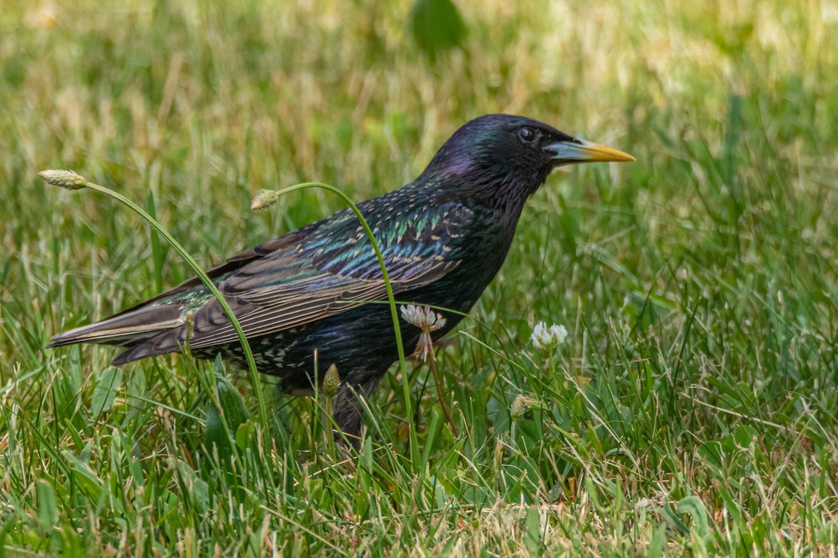 European Starling - ML581163551