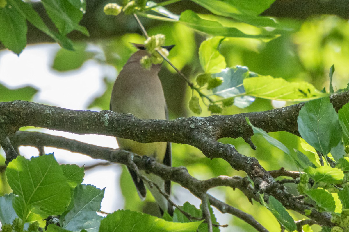Cedar Waxwing - ML581163601