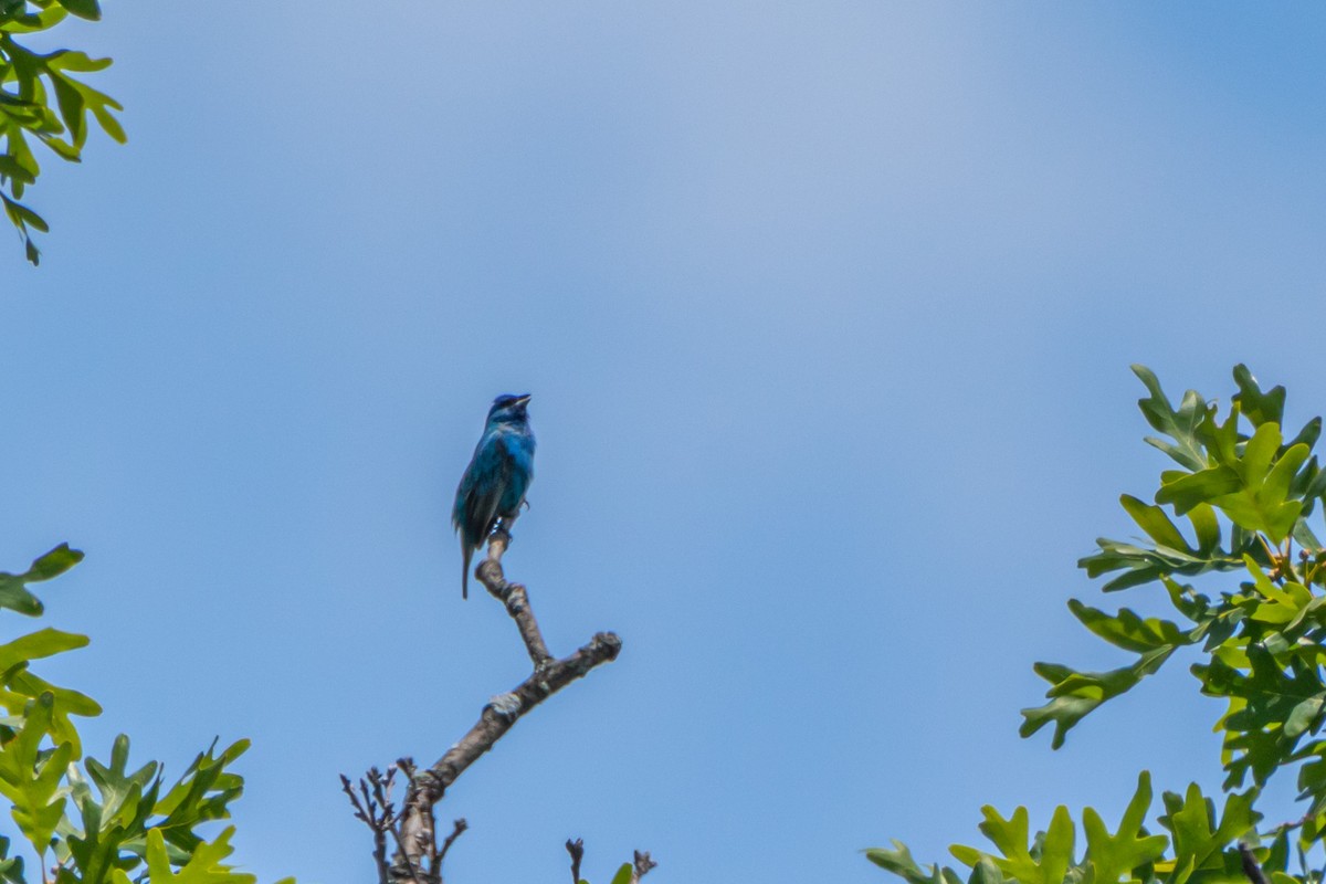 Indigo Bunting - ML581163651