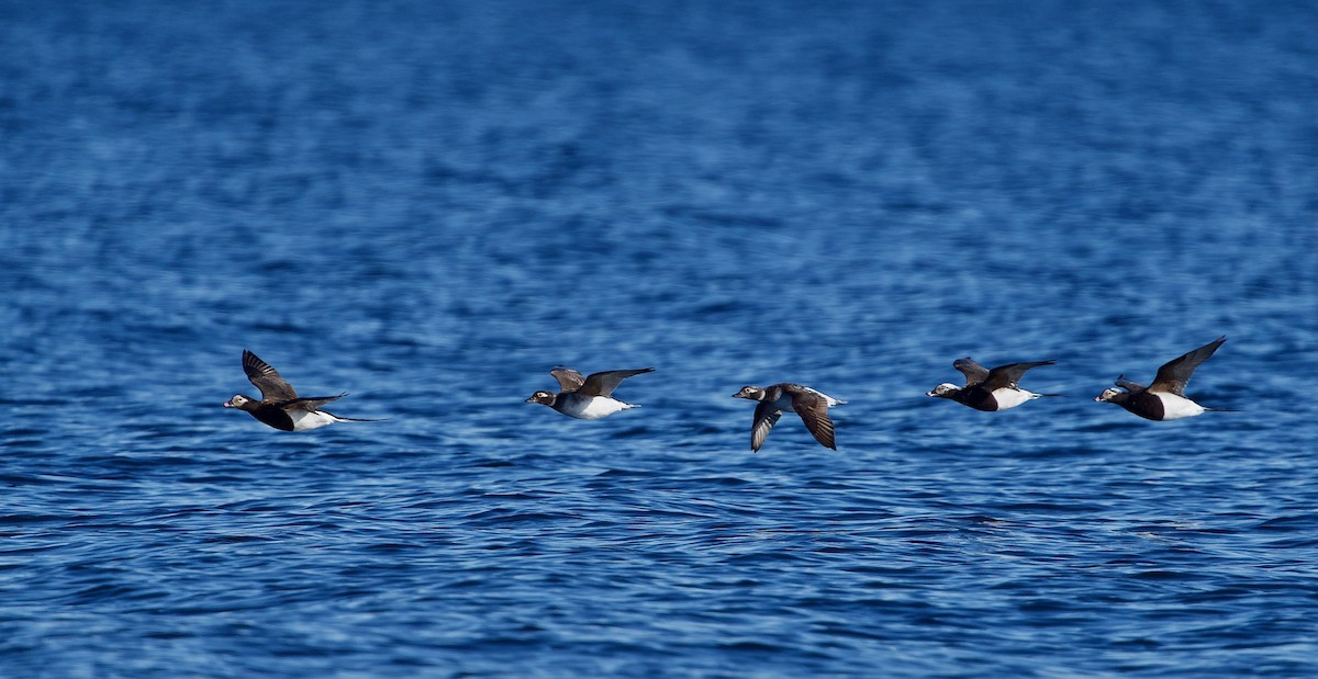 Long-tailed Duck - Ken Wright