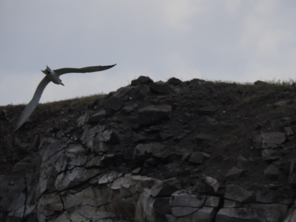 Gull-billed Tern - ML581164661