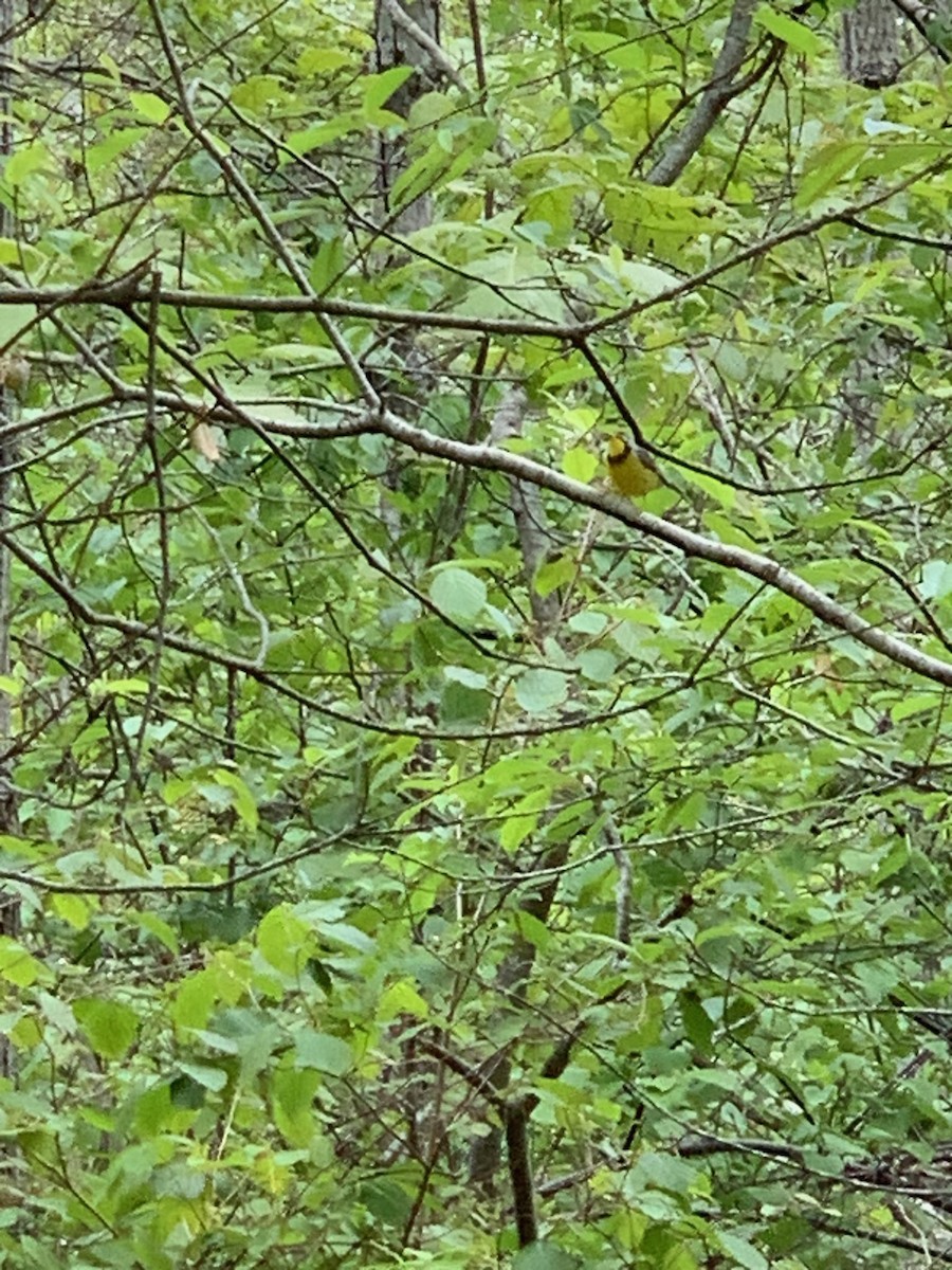 Canada Warbler - ML581165101