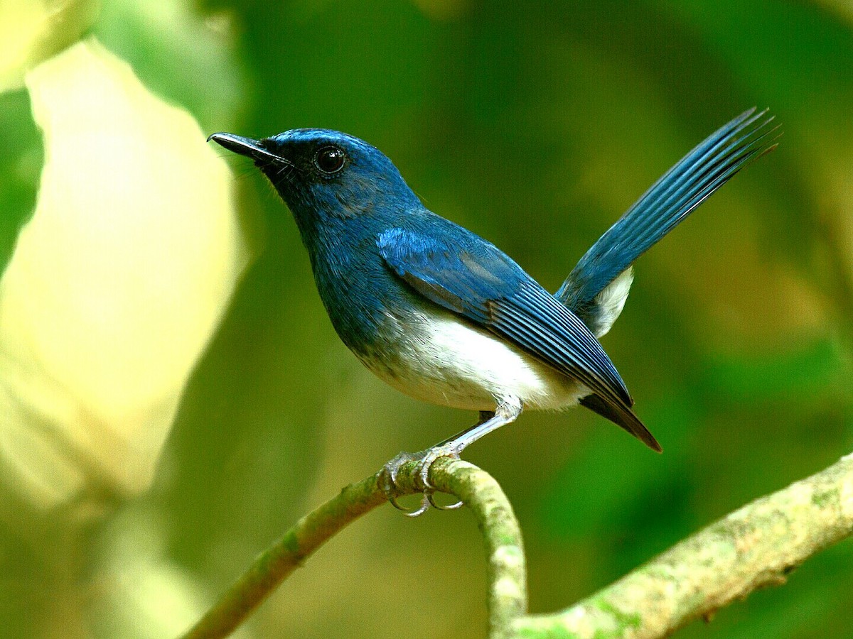 White-bellied Blue Flycatcher - Renuka Vijayaraghavan