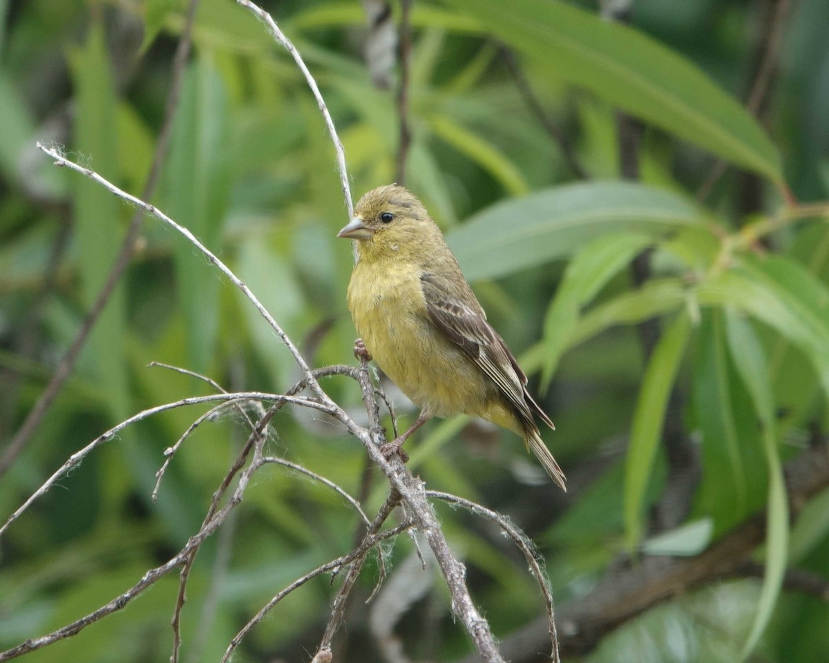 Lesser Goldfinch - ML581165421
