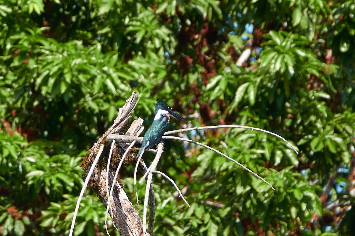 Amazon Kingfisher - ML581165701