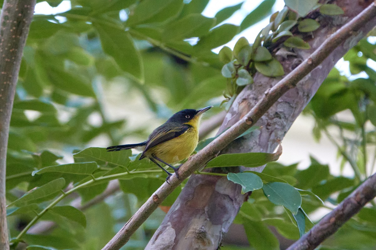 Common Tody-Flycatcher - ML581165821