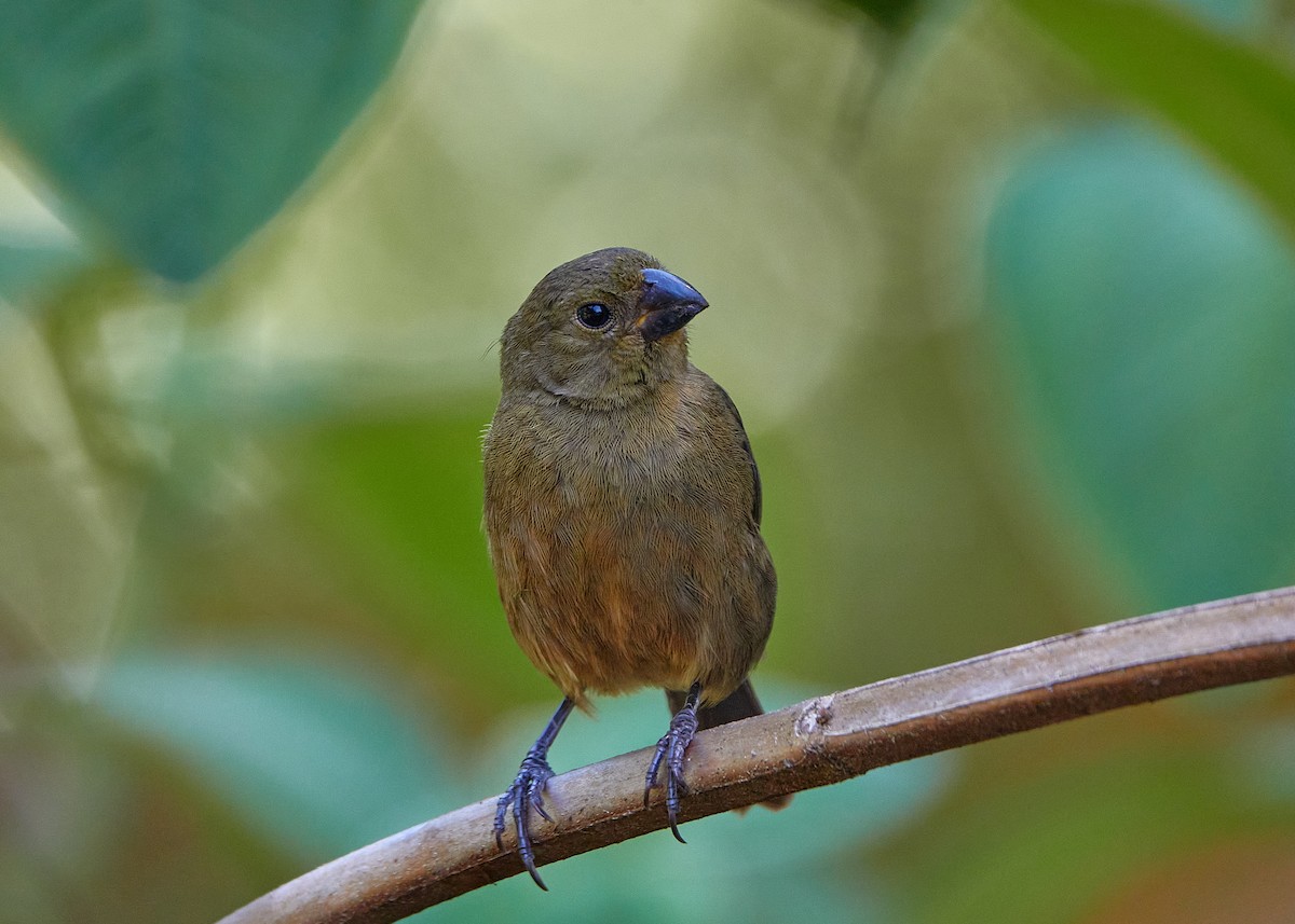 Variable Seedeater - ML581166351