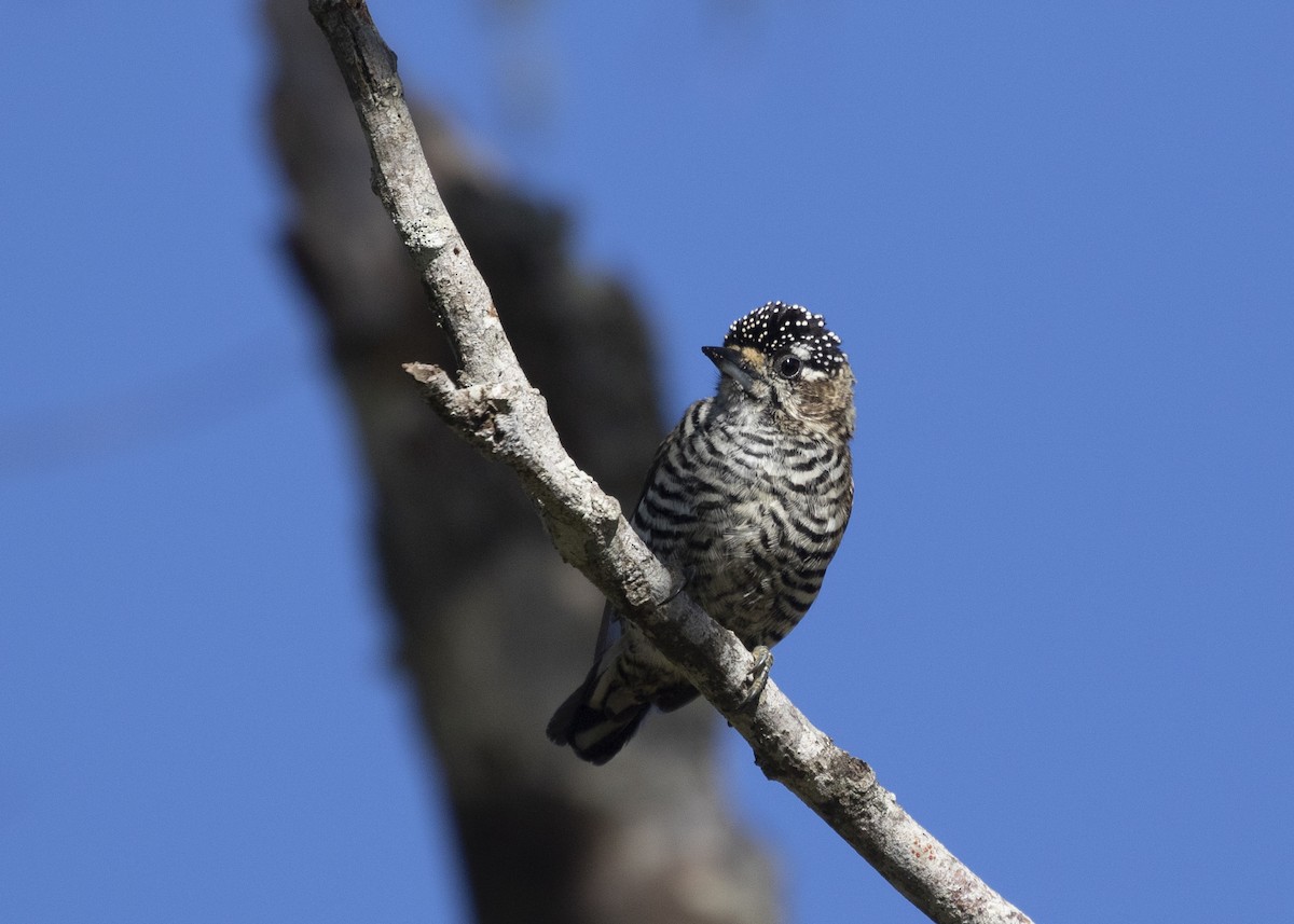 White-barred Piculet (White-barred) - Silvia Faustino Linhares