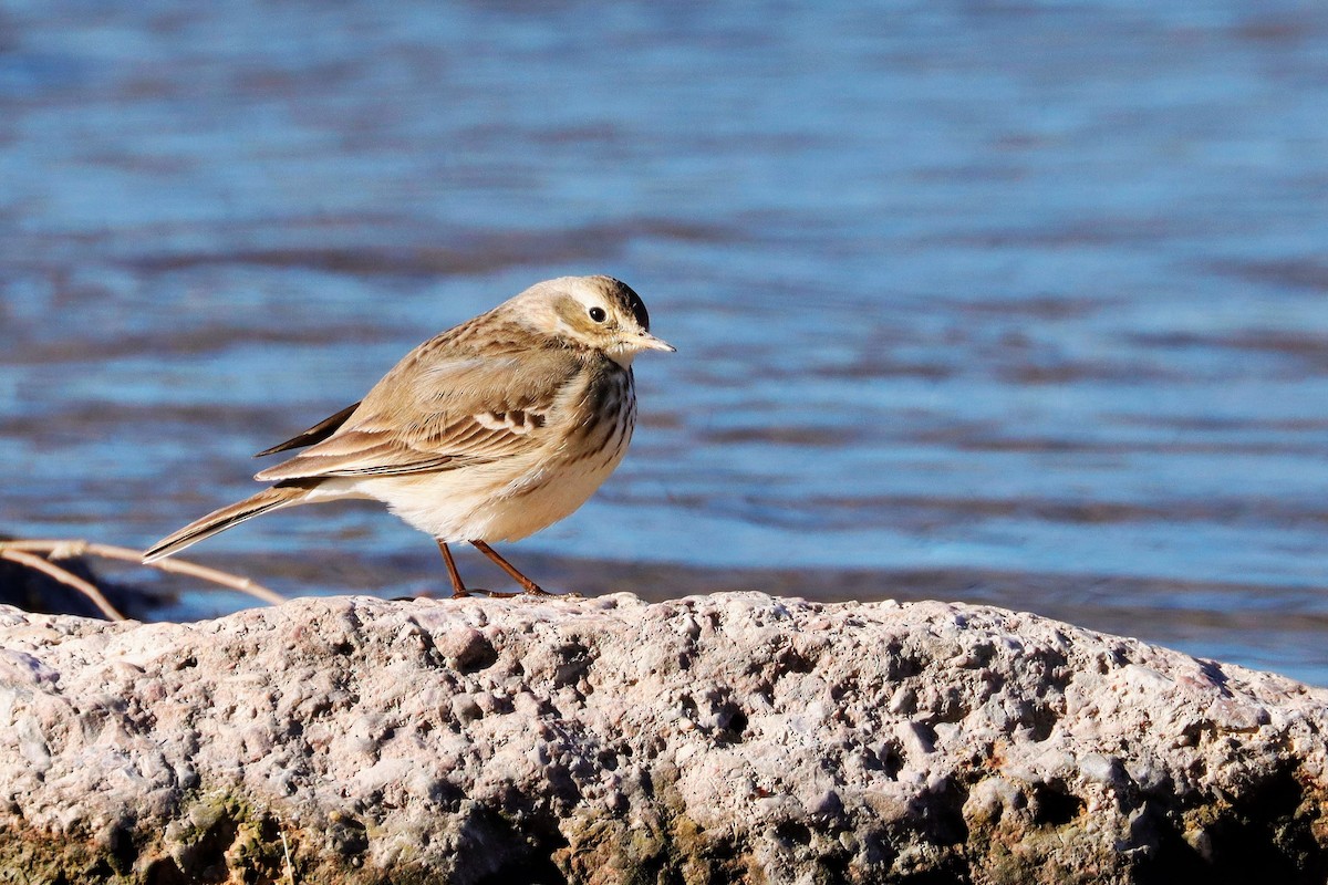 American Pipit - ML581167311