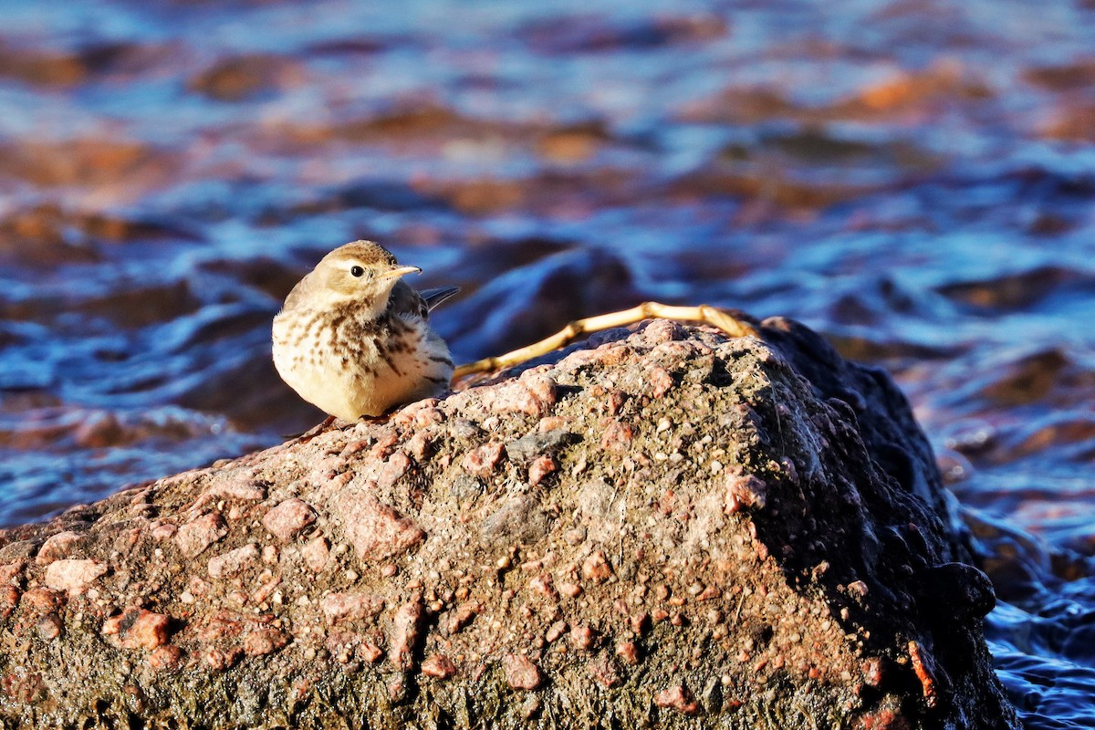 American Pipit - Risë Foster-Bruder