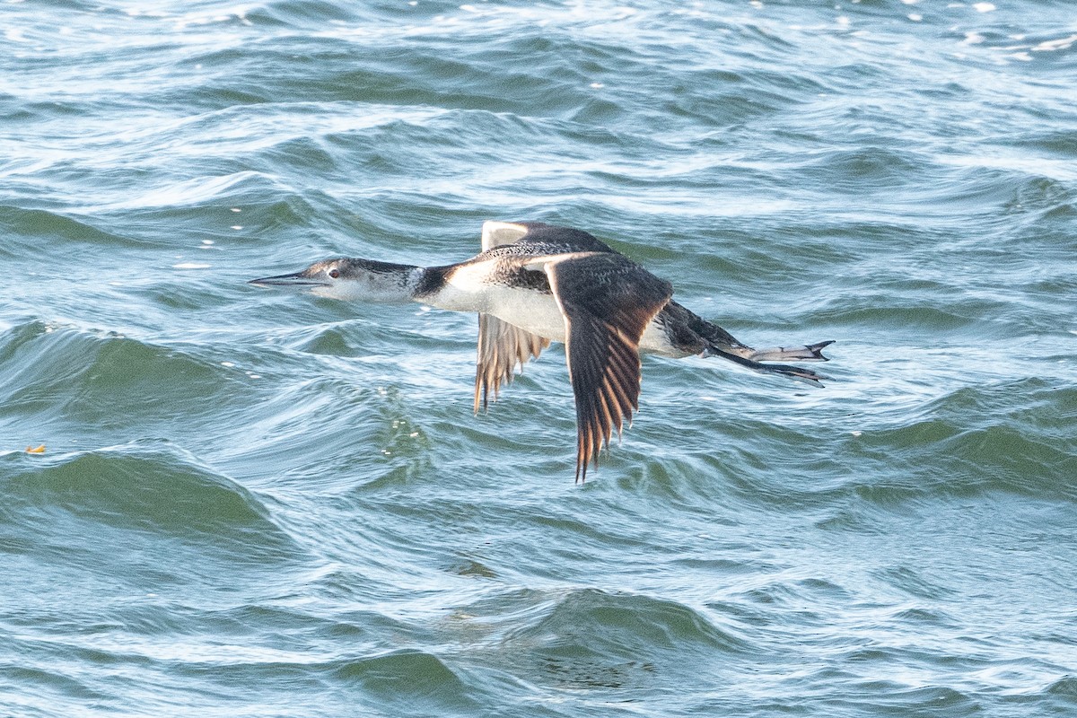 Plongeon huard - ML581167931