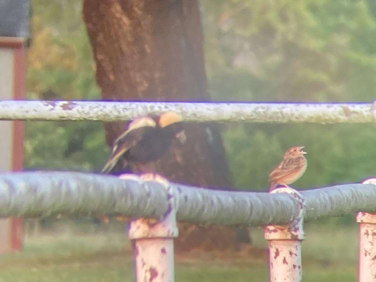 Bobolink - Dave Belford