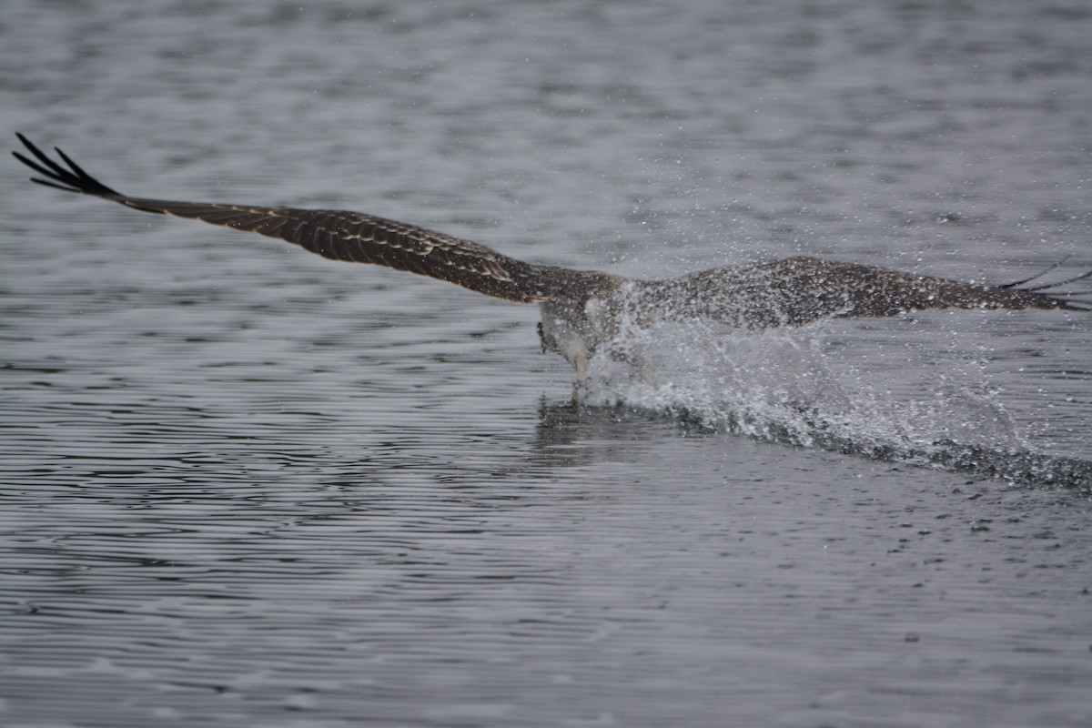 Osprey - ML581169351