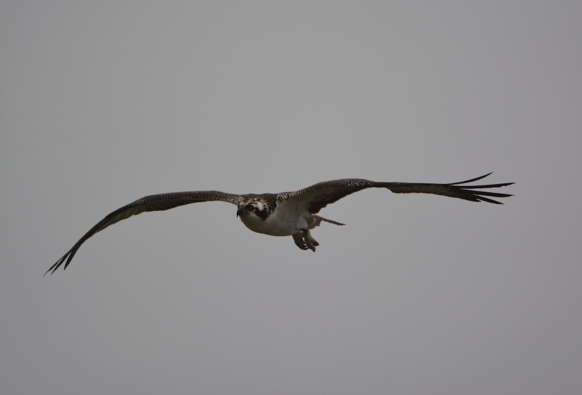 Osprey - ML581169371