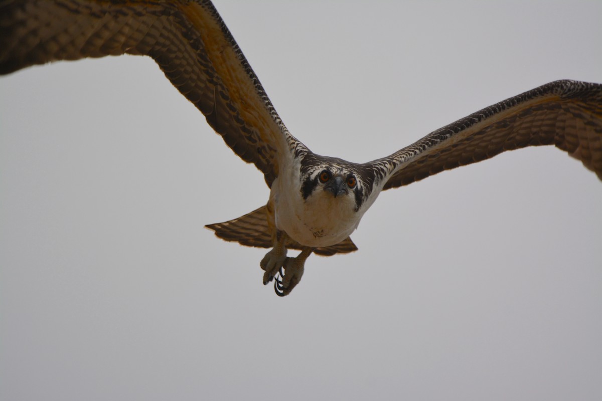 Osprey - ML581169411