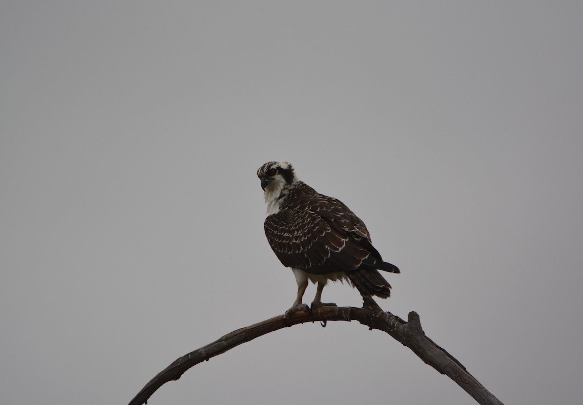 Osprey - ML581169431