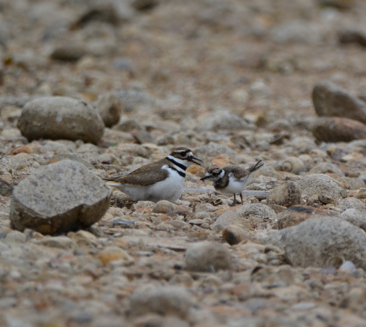 Killdeer - ML581169581