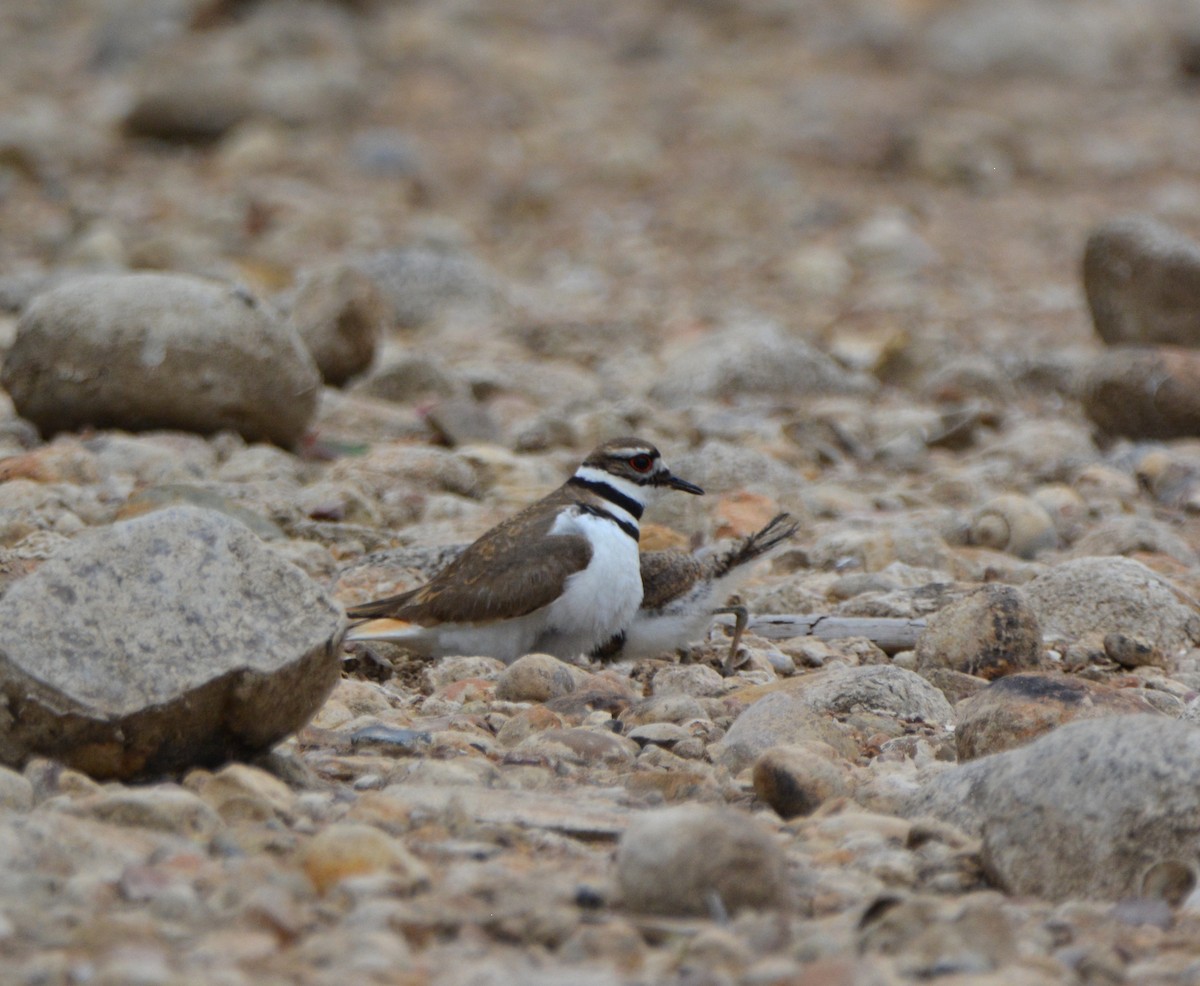 Killdeer - ML581169591