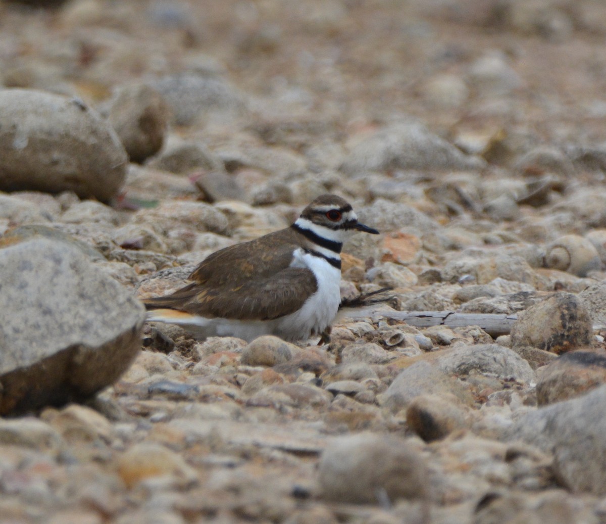 Killdeer - ML581169611