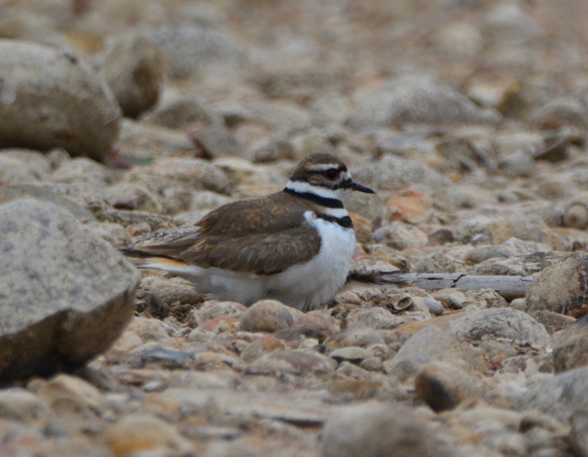 Killdeer - ML581169621