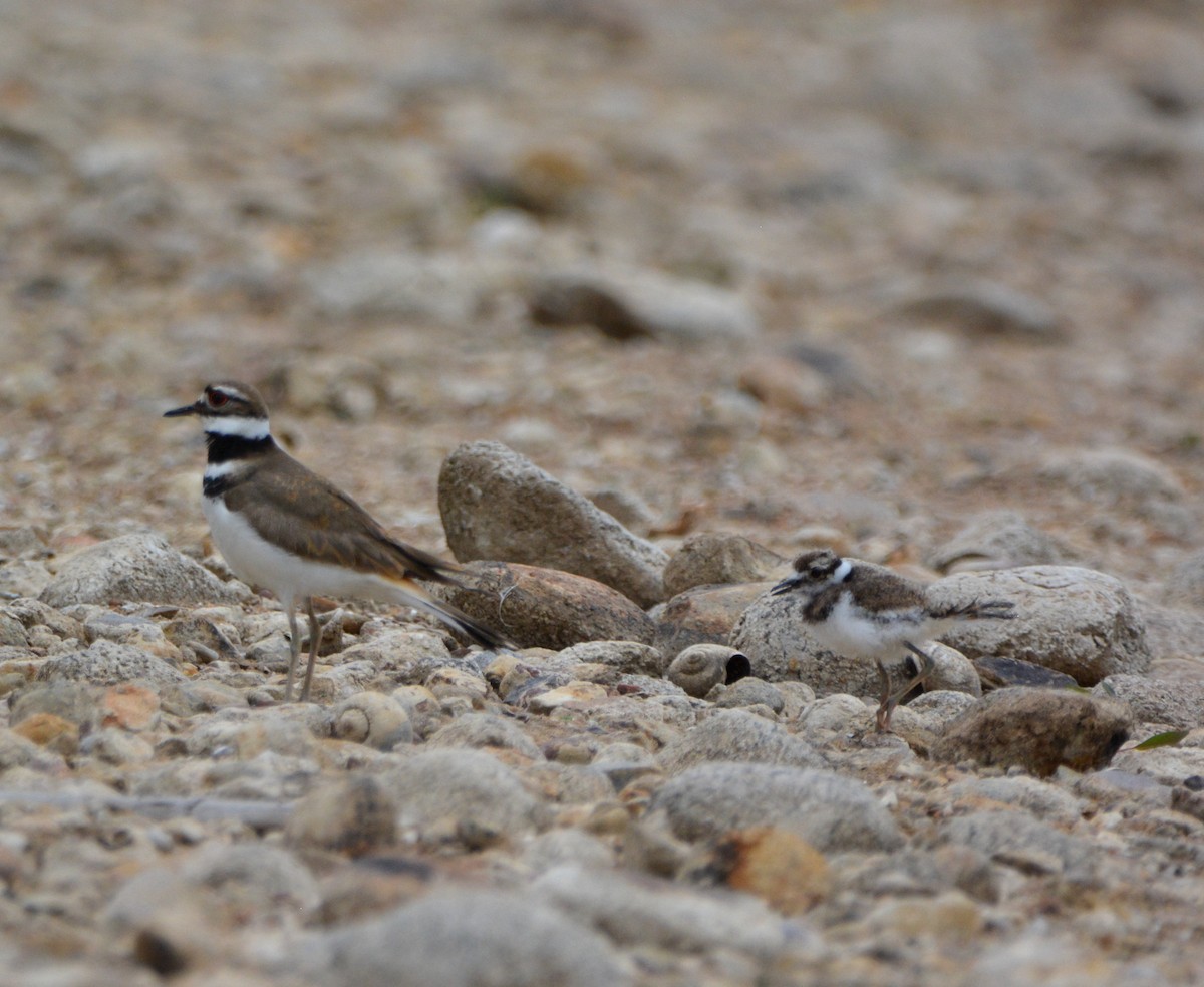 Killdeer - ML581169661