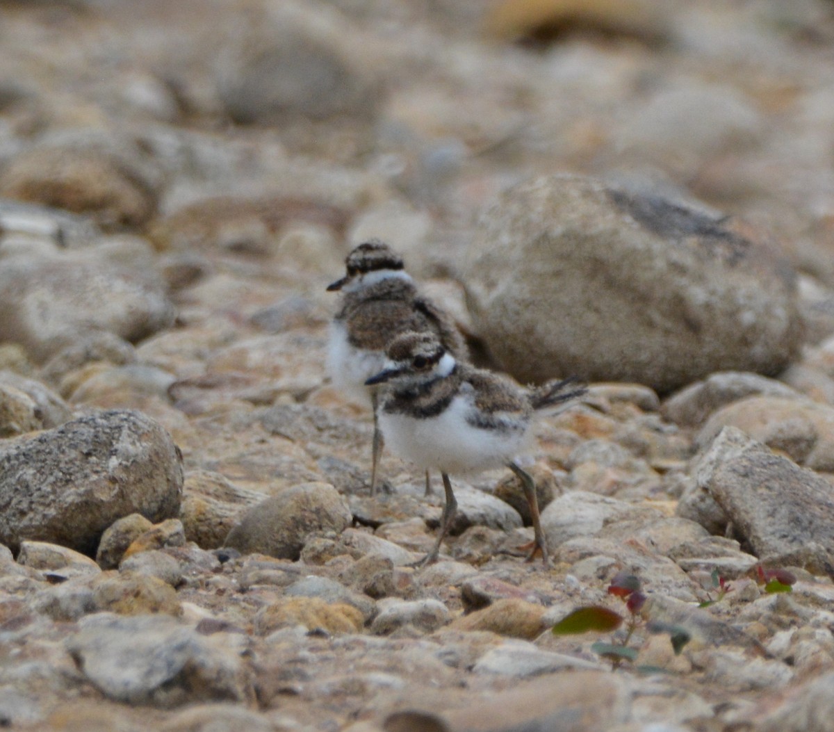 Killdeer - ML581169671
