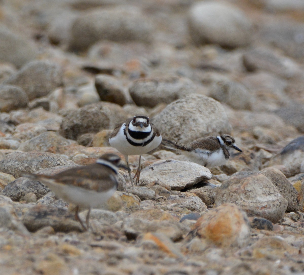 Killdeer - ML581169681