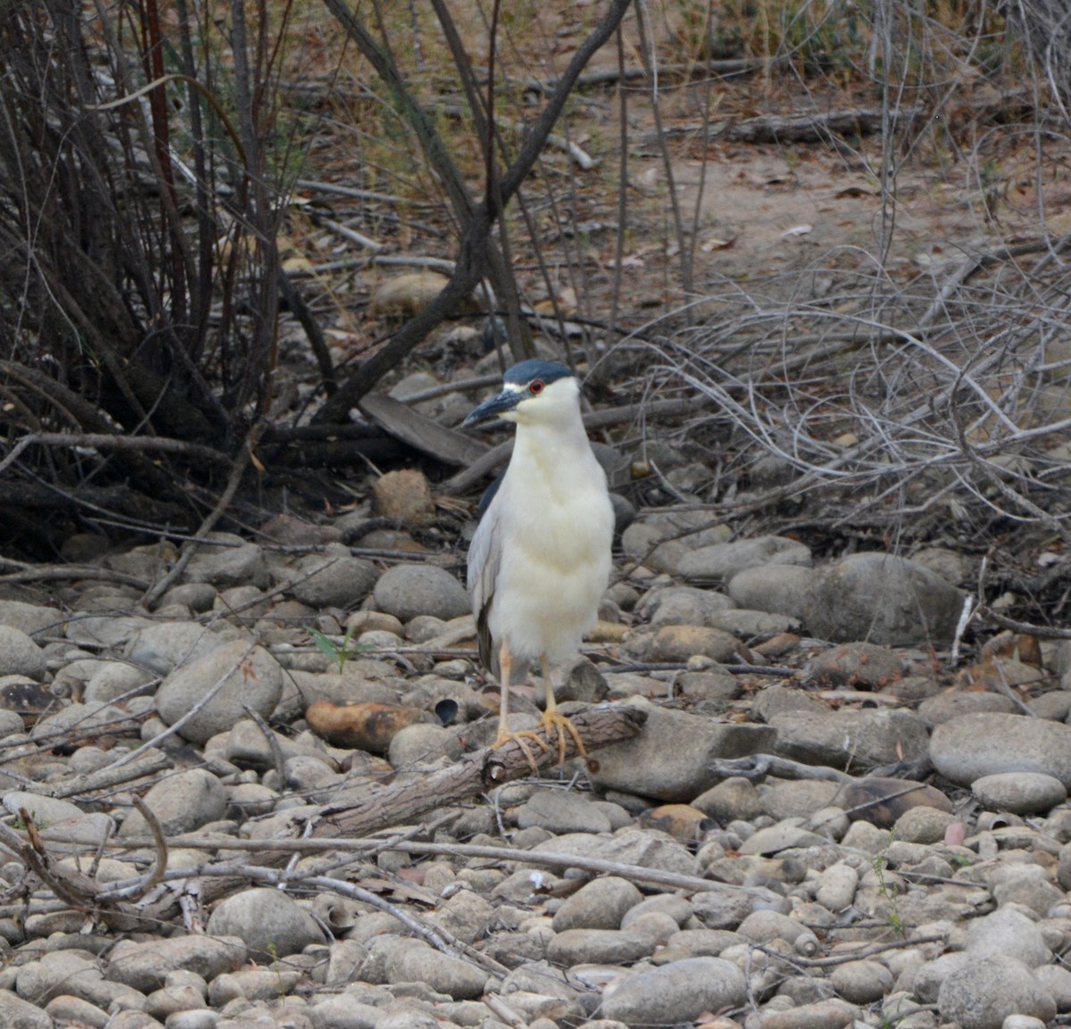 Black-crowned Night Heron - ML581169761
