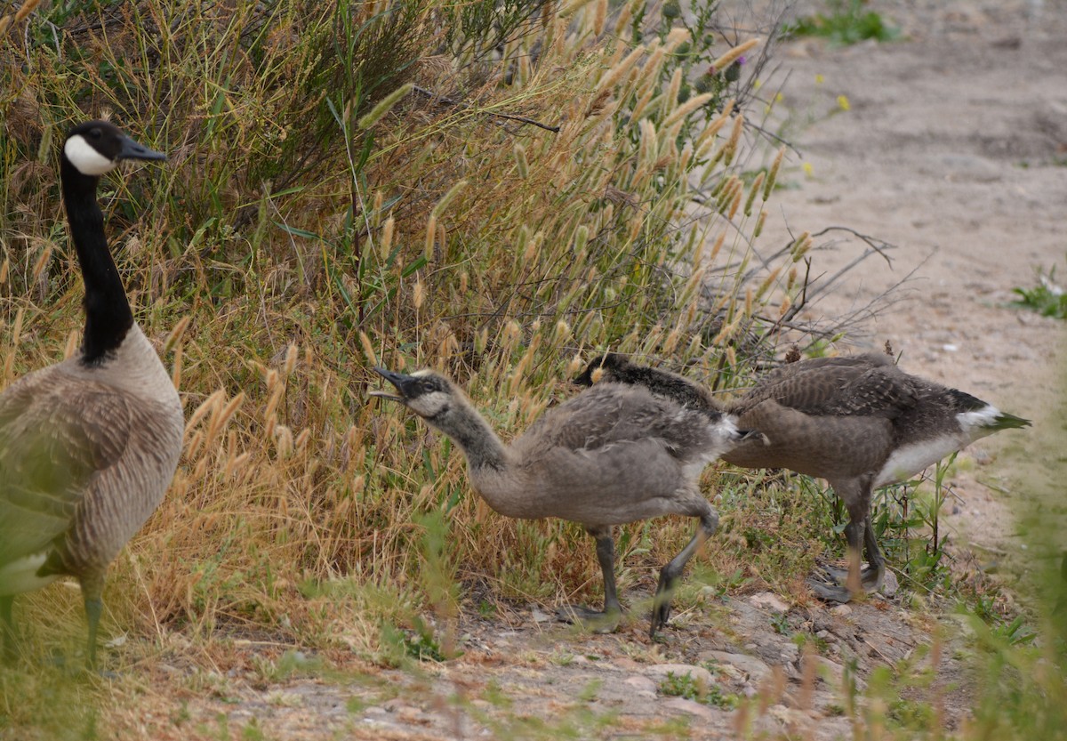 Canada Goose - ML581169841