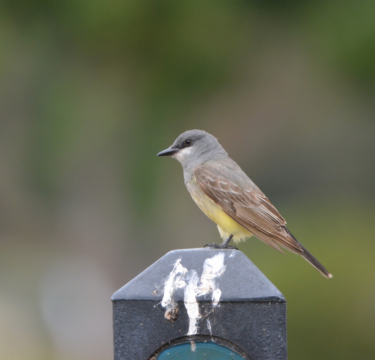 Cassin's Kingbird - ML581169901