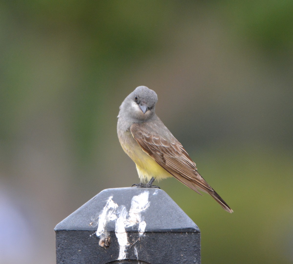 Cassin's Kingbird - ML581169921
