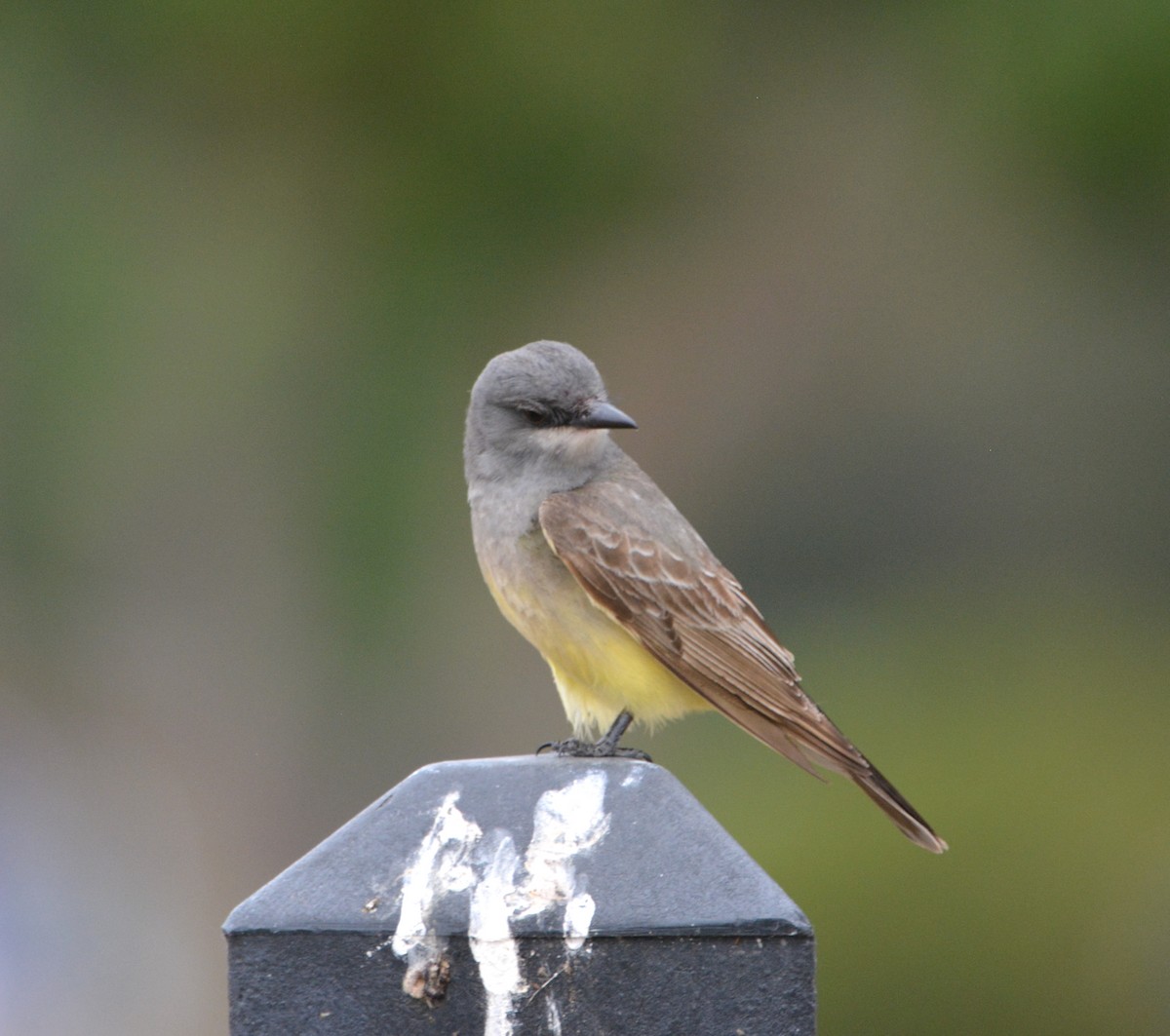 Cassin's Kingbird - ML581169931