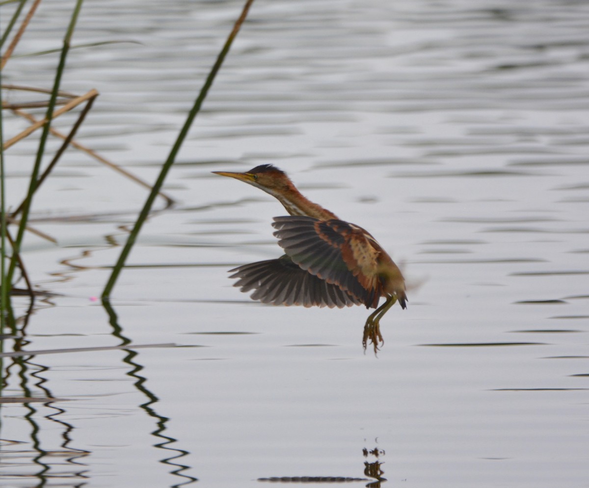 Least Bittern - ML581170011