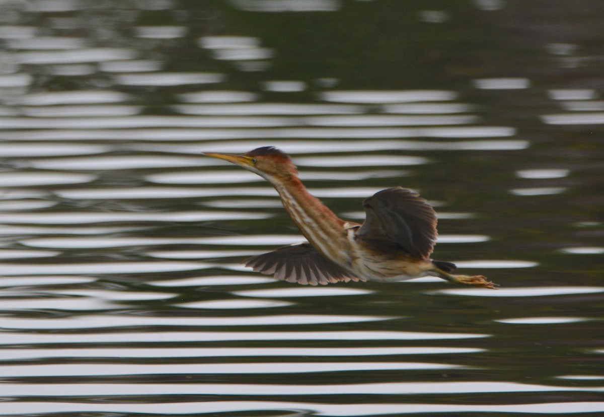 Least Bittern - ML581170021