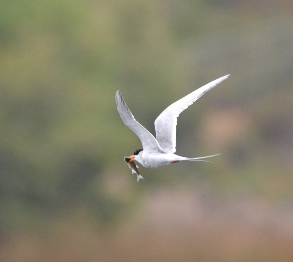 Forster's Tern - ML581170031