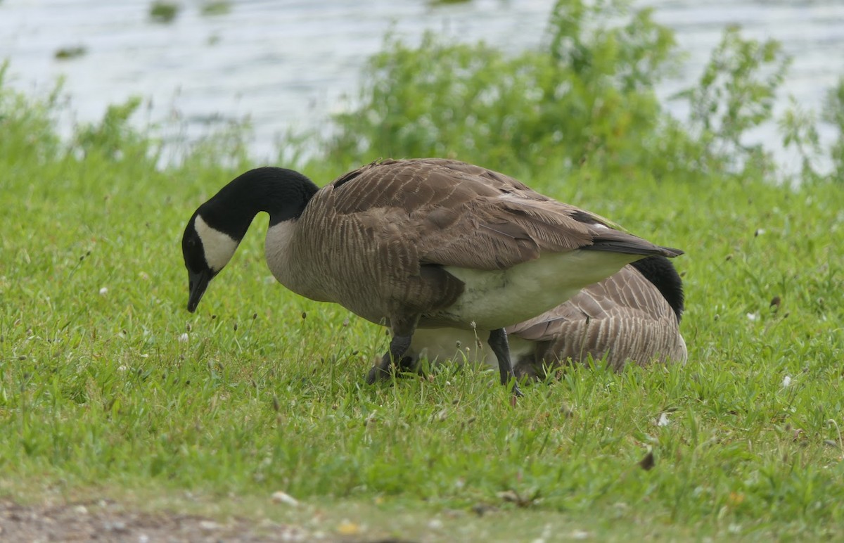 Canada Goose - ML581170151