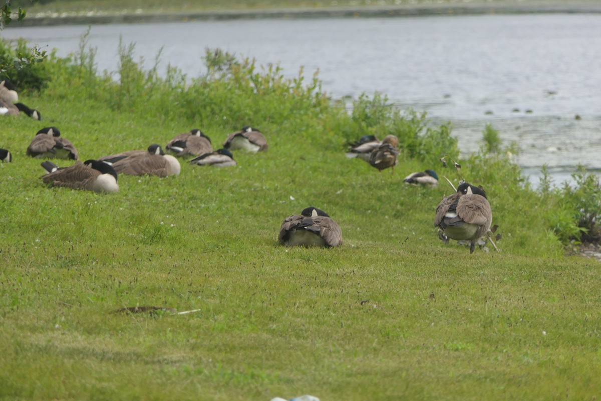 Canada Goose - ML581170161